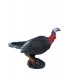 Cible 3D WILD LIFE Dindon Alerte