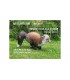 Cible 3D NATURFOAM Renard Roux a la Course