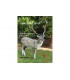 3D MOUFLON - GITEE
