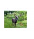 Cible 3D NATURFOAM Cerf