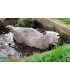 Cible 3D NATURFOAM Ragondin a la Nage