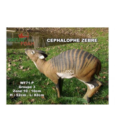 3 D CEPHALOPHE ZEBRE