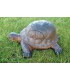 3D TORTUE