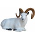 Cible 3D SRT Mouflon de Dall