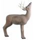 Cible 3D RINEHART Browsing Buck
