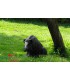 Cible 3D NATURFOAM Sanglier assis