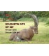 Cible 3D NATURFOAM Bouquetin Couché