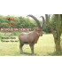 Cible 3D NATURFOAM Bouquetin