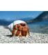 Cible 3D 3 DI  Crabe