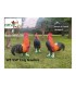 Cible 3D NATURFOAM Coq