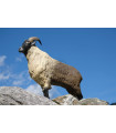 Cible 3D SRT Himalayan