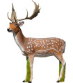 Cible 3D SRT Biche