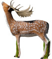 Cible 3D SRT Biche Téte Levée