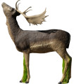 Cible 3D SRT Biche Téte Levée