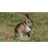 Cible 3D NATURFOAM Lapin ASSIS 1