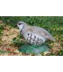 Cible 3D NATURFOAM Bartavelle