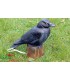 Cible 3D NATURFOAM Corbeau