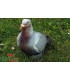 Cible 3D NATURFOAM  Pigeon