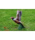 Cible 3D NATURFOAM Faisan à L'envole