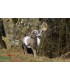 Cible 3D NATURFOAM Mouflon Debout