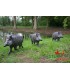 Cible 3D NATURFOAM Sanglier au Pas