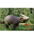 3D MUNTJAC