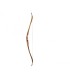 Recurve Mountain Lion